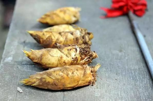 下辈子我只想做一只猪,下辈子我只想做一个俗人