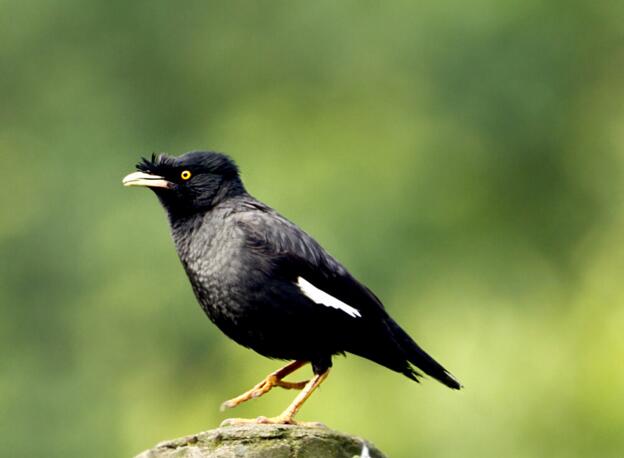 八哥多大之后不能教说话了,八哥复读机真能教会说话吗