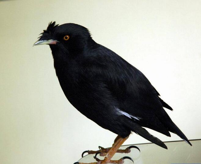 八哥多大之后不能教说话了,八哥复读机真能教会说话吗