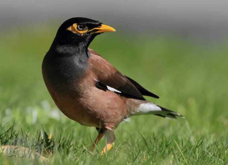 八哥多大之后不能教说话了,八哥复读机真能教会说话吗