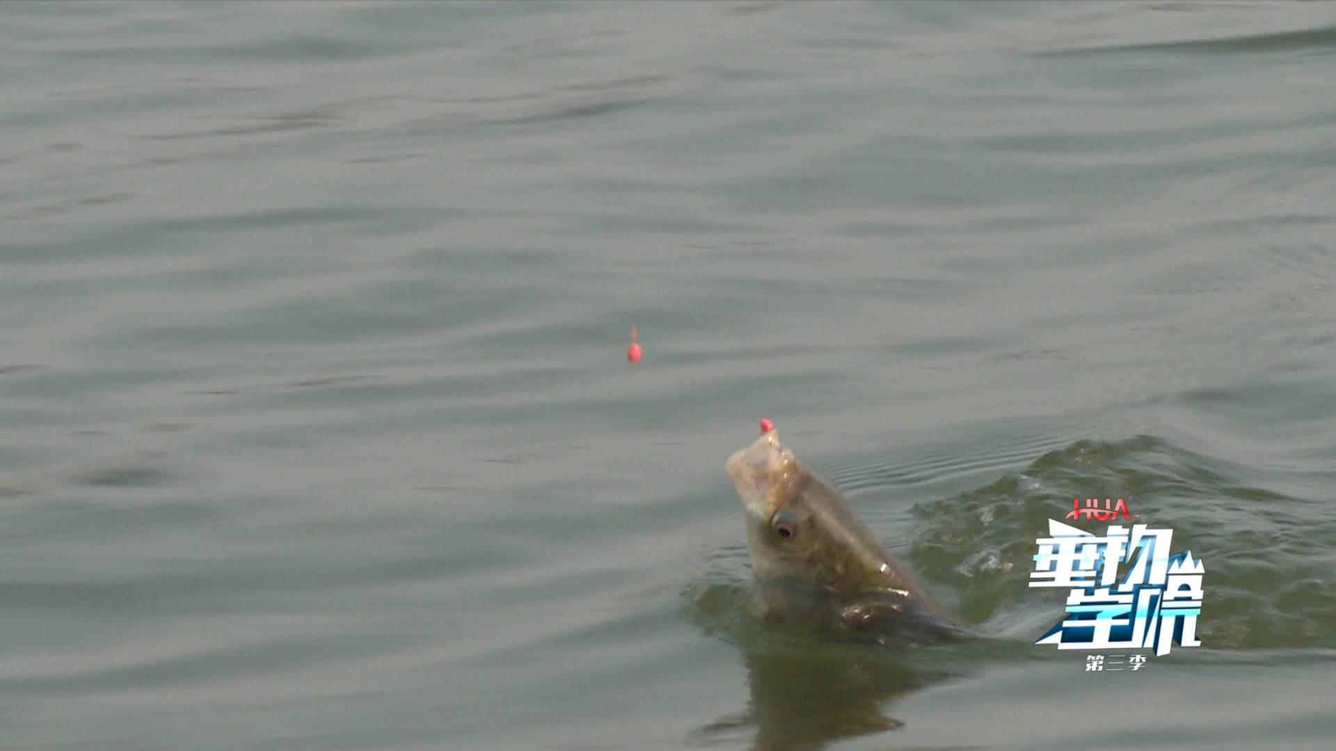 野钓小杂鱼闹窝太严重怎么办,为什么小杂鱼闹窝却钓不上来