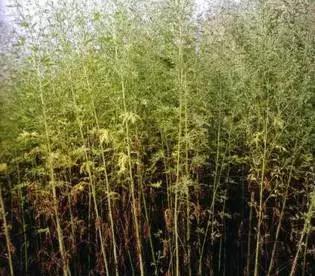 反反复复的过敏我该如何是好啊,又是一年春来到花粉过敏