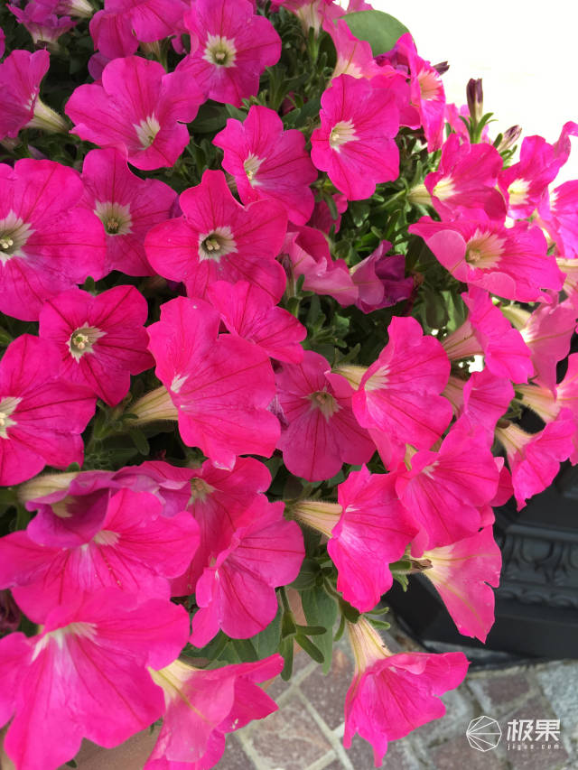 iphone5c和se啥区别,苹果se和5c