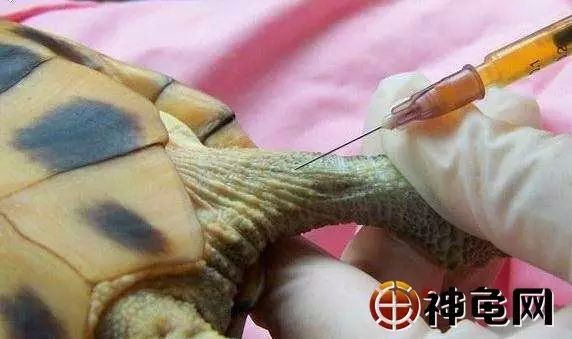 乌龟生病了怎么办？最全面的疾病治疗方法快快看看救小龟一命！