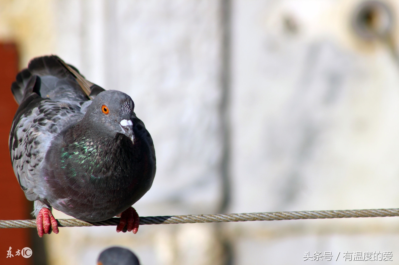 麻杏石甘散赛鸽,麻杏石甘散怎么给鸽子投喂