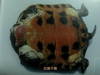 乌龟生病了怎么办？最全面的疾病治疗方法快快看看救小龟一命！