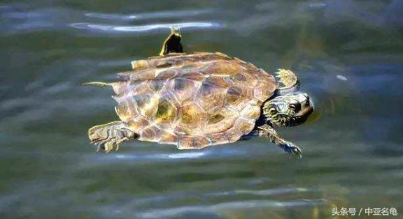 乌龟肠胃炎的前兆,庆大霉素治疗乌龟肠胃炎