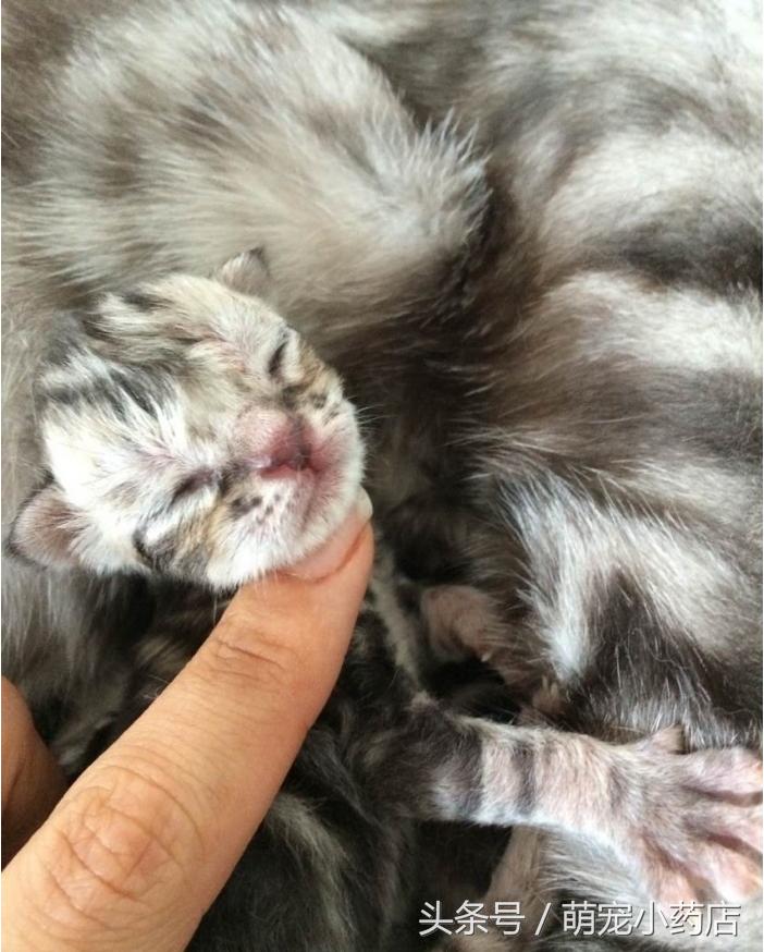 小奶猫5天后死了,6只小奶猫突然全死了