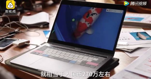 天呢！一条鱼的价格竟然可以买苏州一套房！