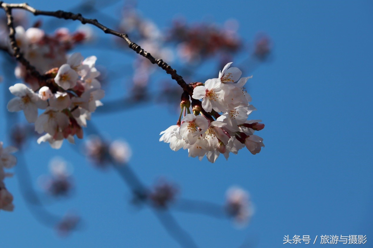 认识日本瓷器,认识日本国旗