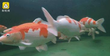 天呢！一条鱼的价格竟然可以买苏州一套房！