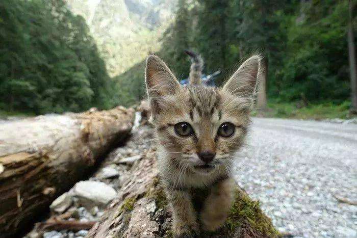 骑行9000多公里，他的这个决定，让流浪猫成为了宝贝