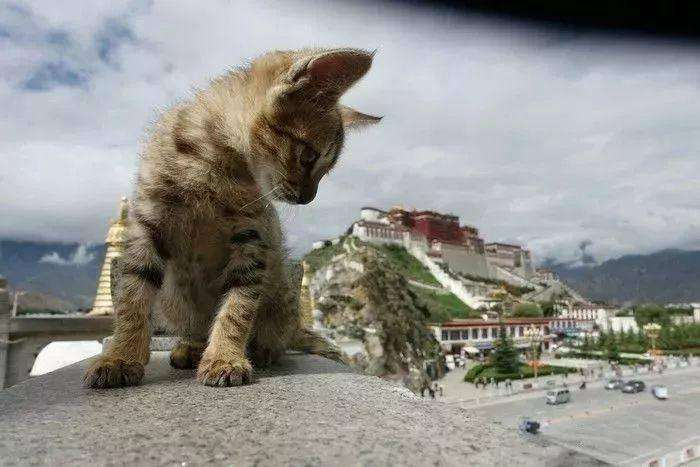 骑行9000多公里，他的这个决定，让流浪猫成为了宝贝