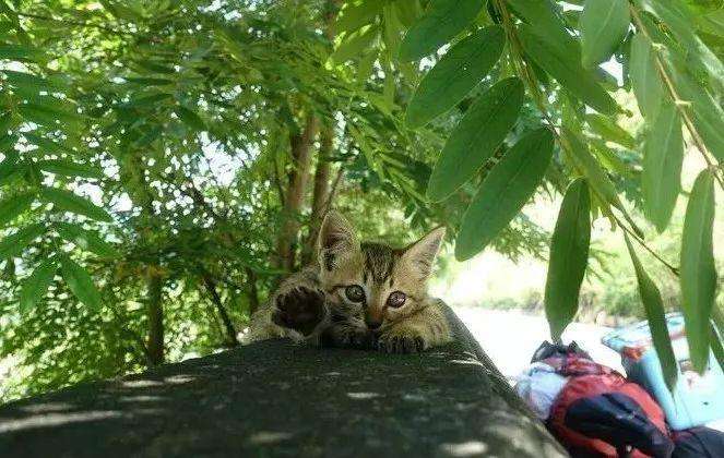 骑行9000多公里，他的这个决定，让流浪猫成为了宝贝