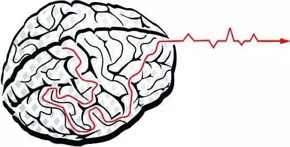 大脑皮层发育越晚智商越高吗,刺激大脑皮层可以提高智商吗