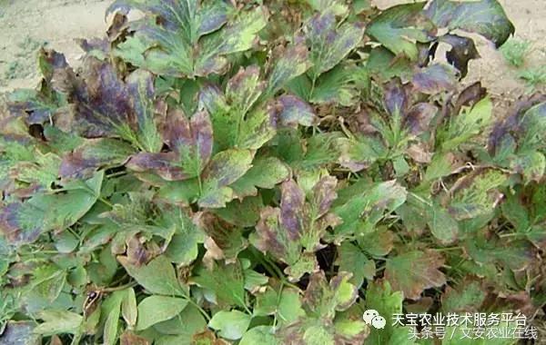 草莓灰霉病图谱及防治,黄皮果灰霉病图谱