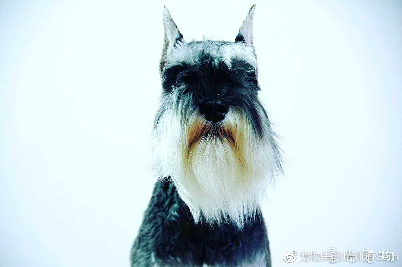 迷你雪纳瑞犬种标准,雪纳瑞属于哪种犬种