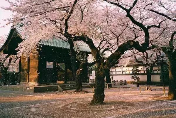 令人惊叹的日本,带你看看最真实的日本