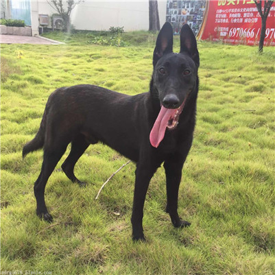 黑狼犬胆小怎么训练？黑狼犬的训练方法介绍！