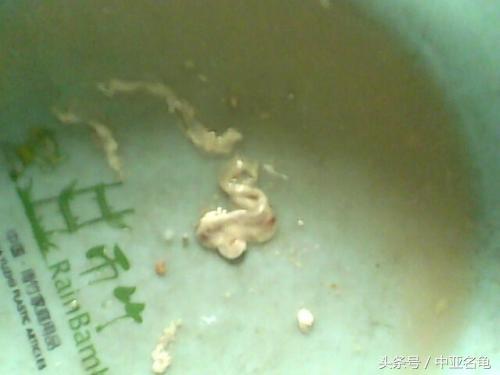 乌龟肠胃炎的前兆,庆大霉素治疗乌龟肠胃炎