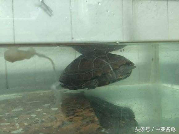 乌龟肠胃炎的前兆,庆大霉素治疗乌龟肠胃炎