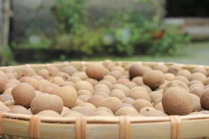 桂圆干怎么吃最补气血,桂圆干怎么吃最补气血效果好