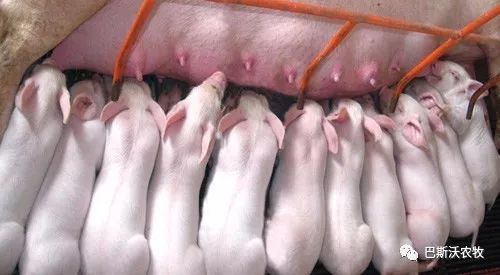 仔猪流行性腹泻怎样防复发,仔猪腹泻时可打腹泻二联疫苗吗