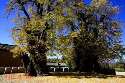 千年古银杏树腾冲界头,千年银杏树王的图片