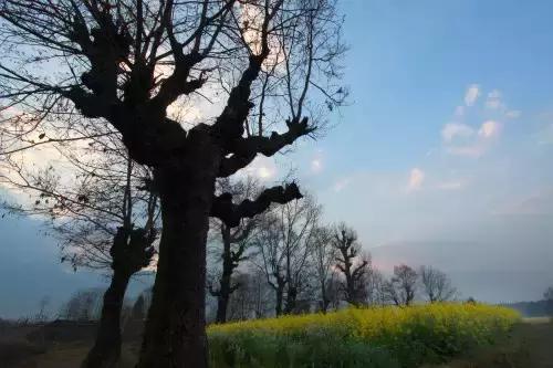 千年古银杏树腾冲界头,千年银杏树王的图片