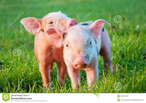 细小病毒怎么治疗,细小病毒怎么治疗最快的方法