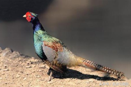 认识日本瓷器,认识日本国旗