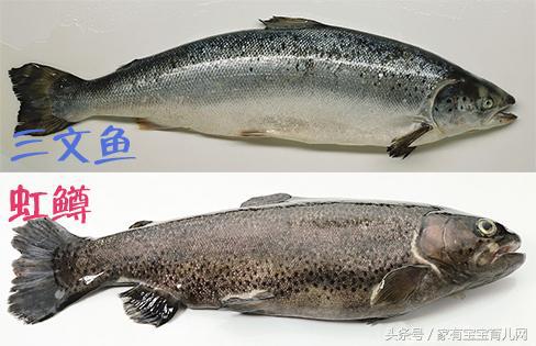 哪些鱼吃了补脑效果好,什么鱼孩子吃补脑效果好