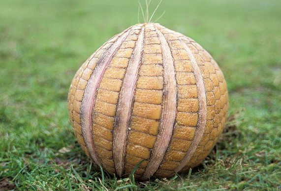 农村小伙在山上看见不明生物,农村小伙在山里看见一个古建筑