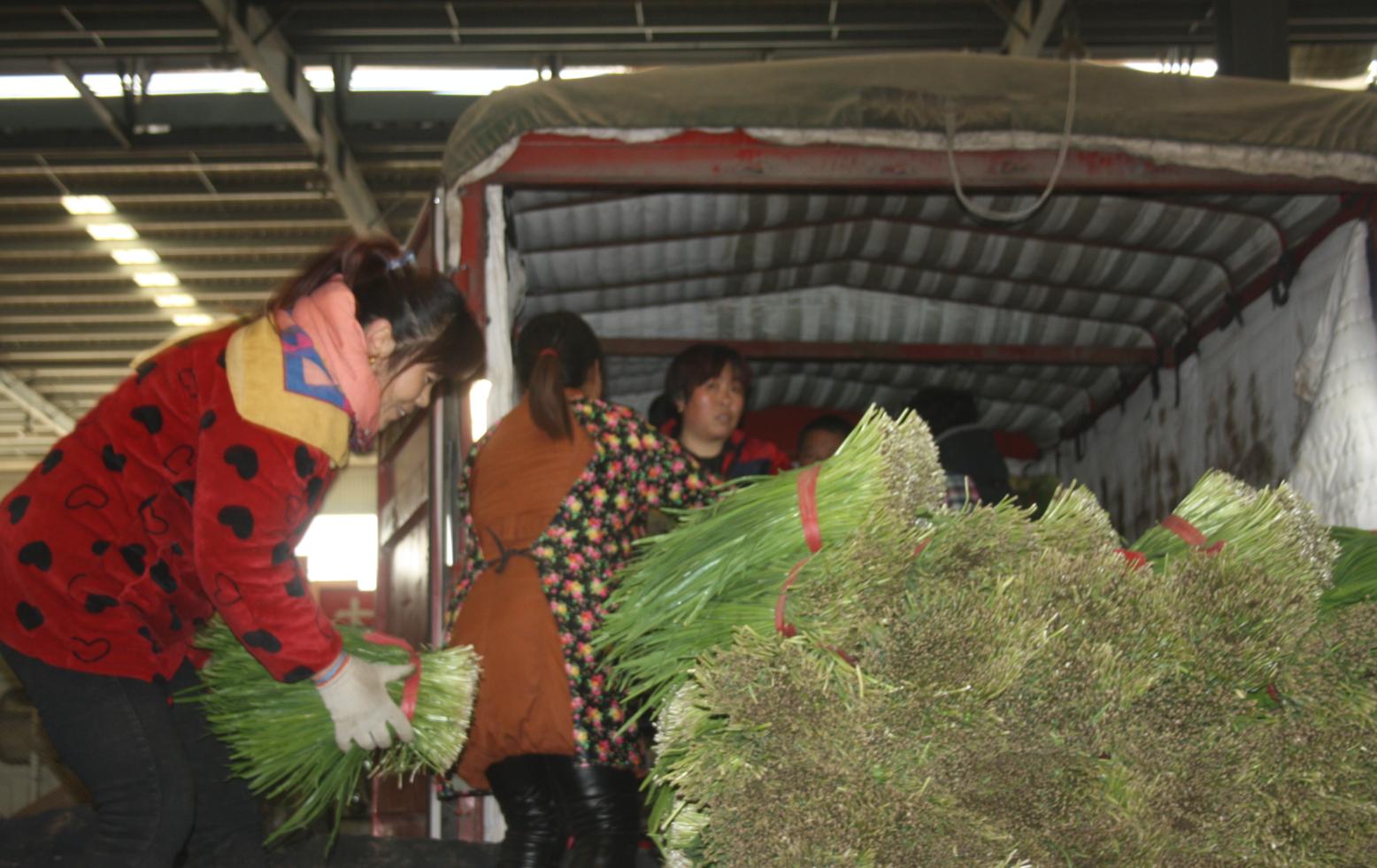 聊城无公害韭菜,聊城市无公害韭菜