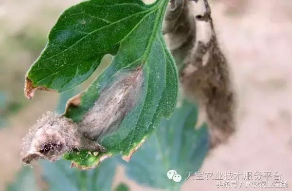 草莓灰霉病图谱及防治,黄皮果灰霉病图谱