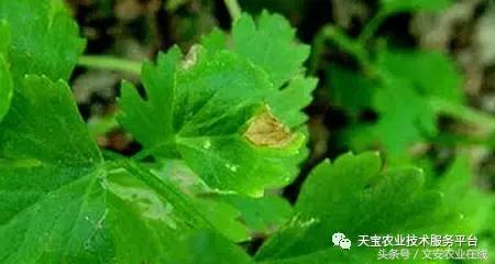 草莓灰霉病图谱及防治,黄皮果灰霉病图谱