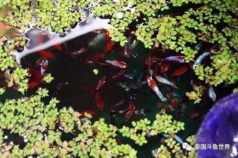 如何养好斗鱼泰国斗鱼,泰国斗鱼鱼苗喂养教程