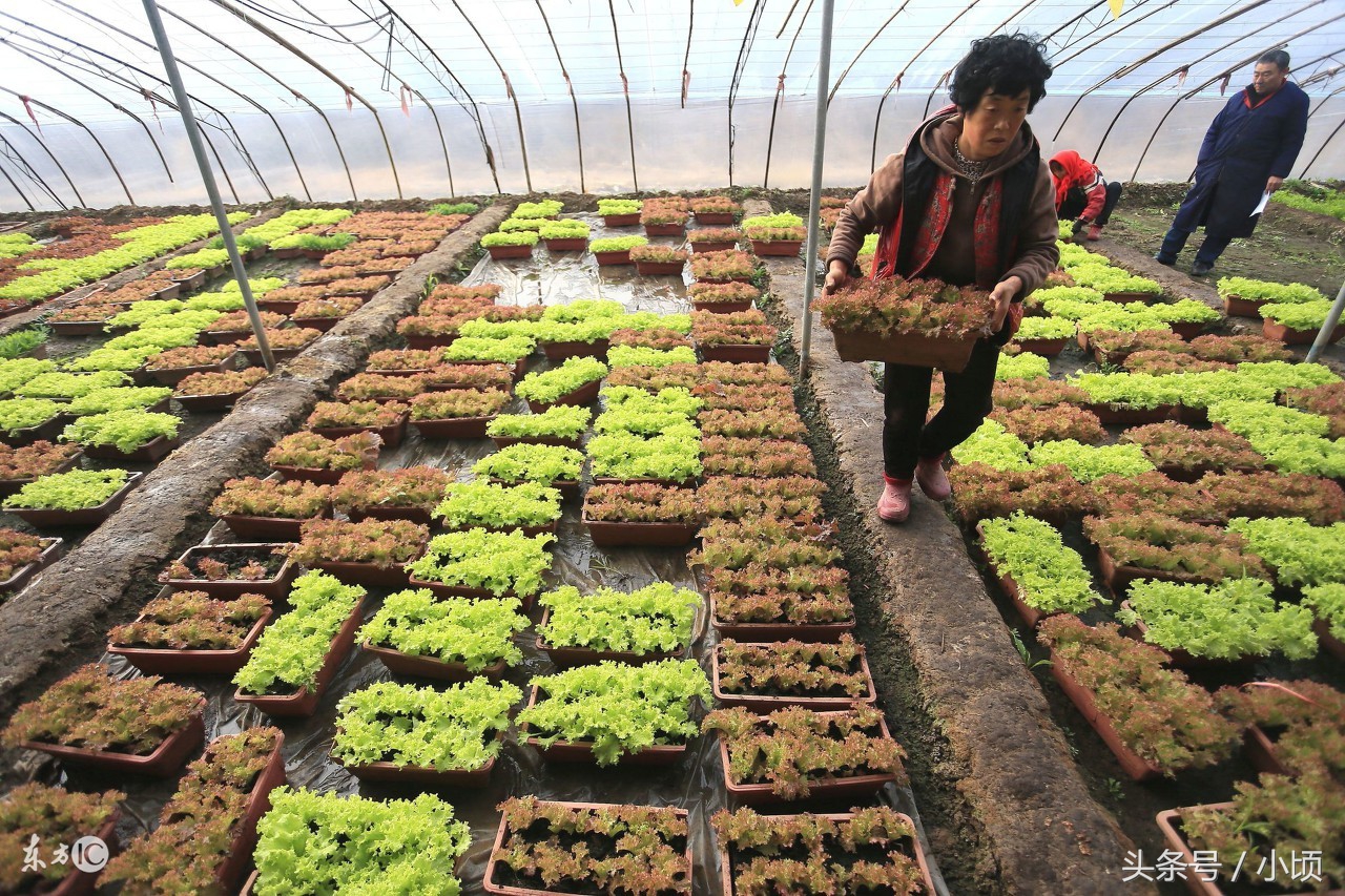 农村创业赚钱项目,农村创业做什么最赚钱