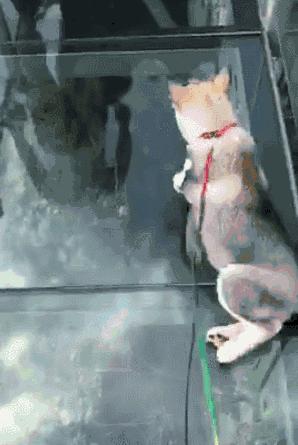 中国最美最刺激的10座玻璃桥，敢约吗？