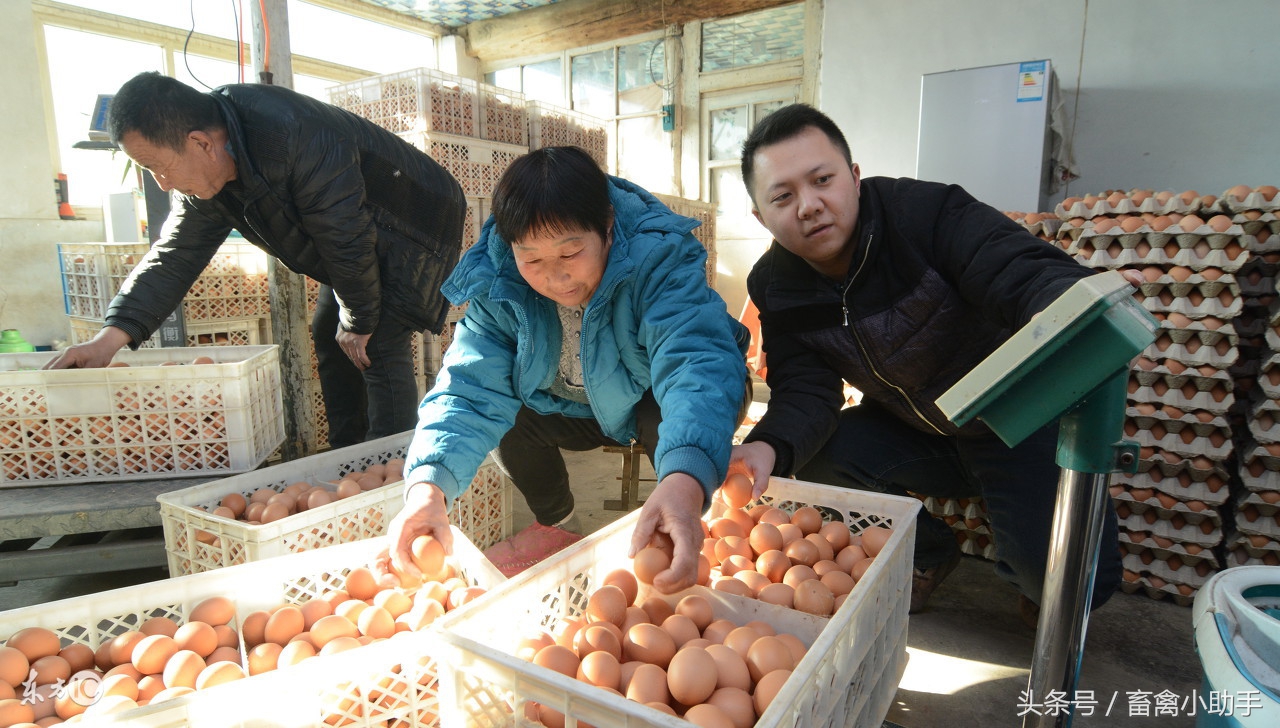 养鸡学会这三件事简单又轻松,经历这三件事能看透人性