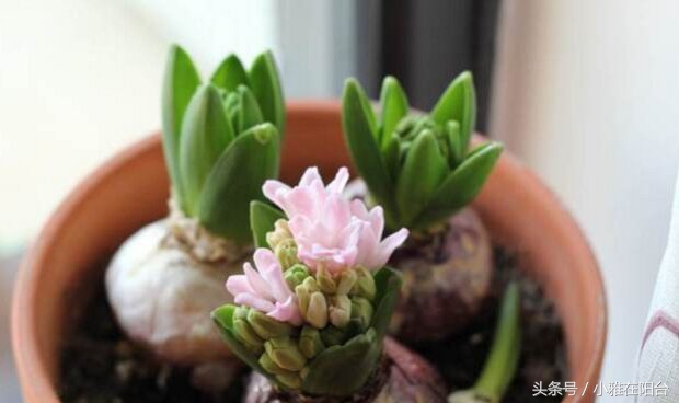 风信子开完花后怎么处理,风信子开完花后该怎么养
