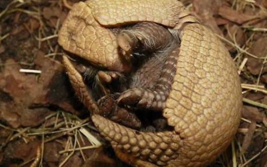 农村小伙在山上看见不明生物,农村小伙在山里看见一个古建筑