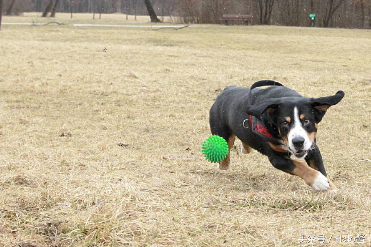 降低拆家几率！正确使用玩具可更正狗狗陋习，主人勿忘重要性