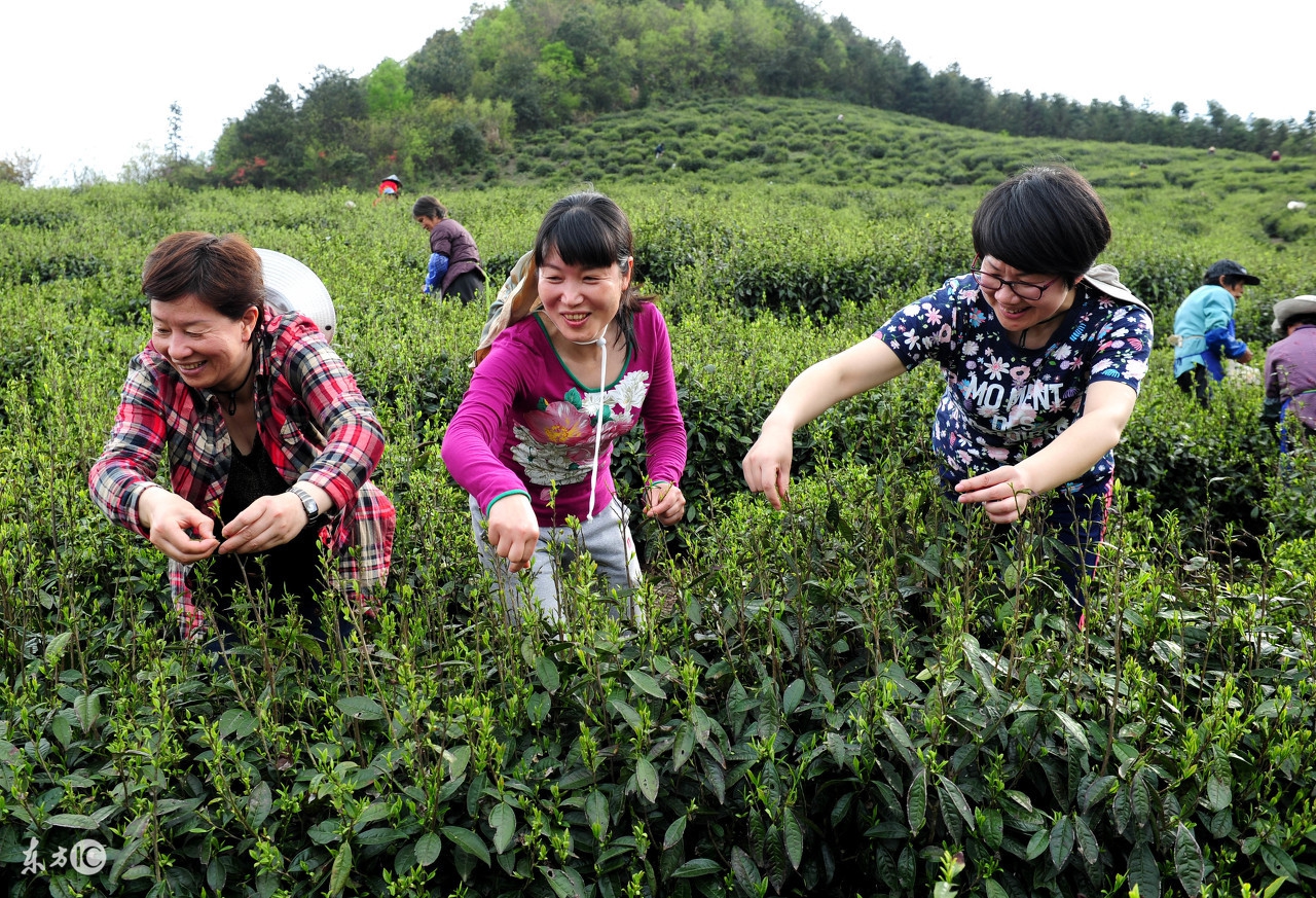 阿里山高山茶的冲泡茶具,高山茶讲解