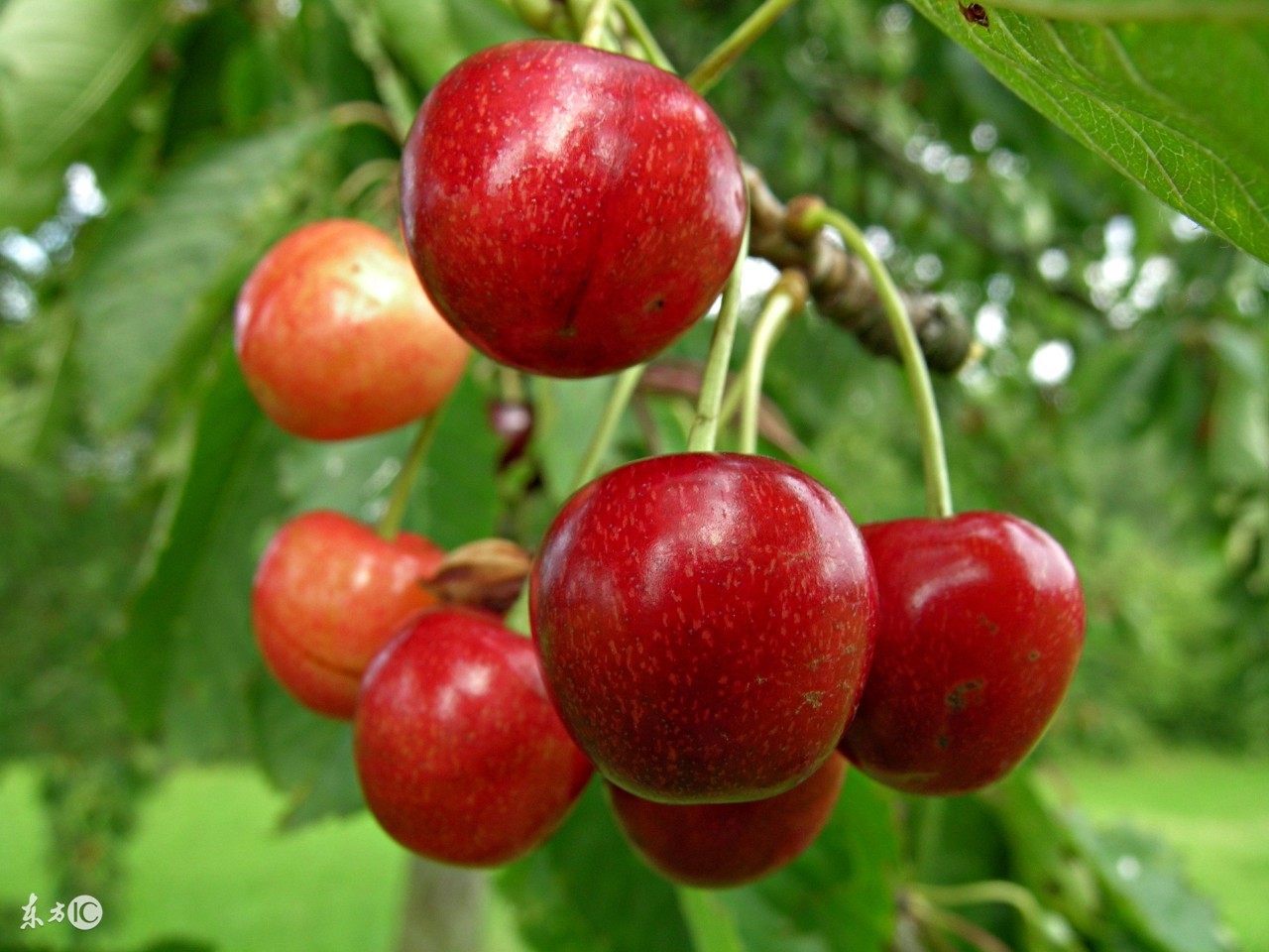 樱桃胡萝卜的种植方法,樱桃的种植栽培技术