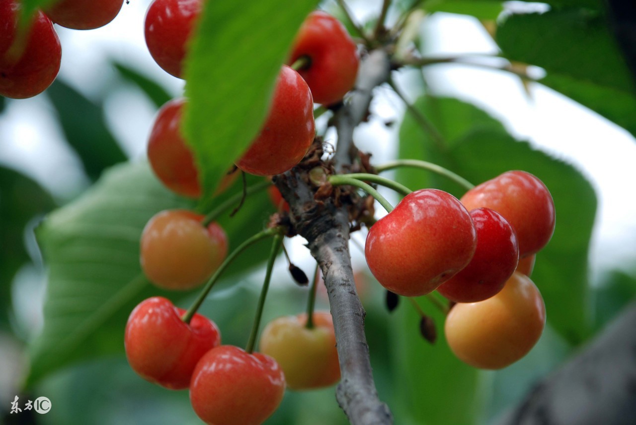 樱桃胡萝卜的种植方法,樱桃的种植栽培技术