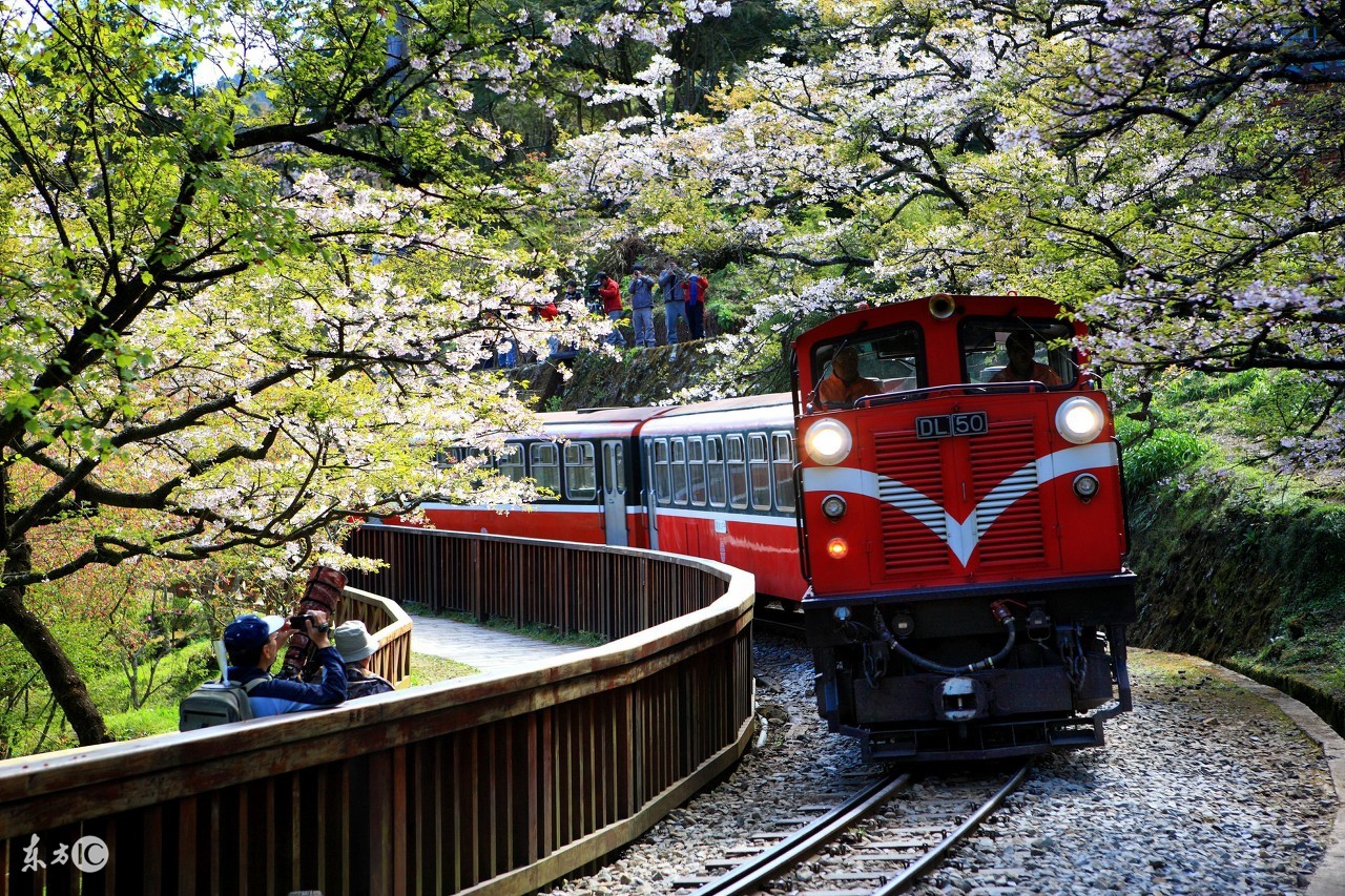 阿里山高山茶的冲泡茶具,高山茶讲解