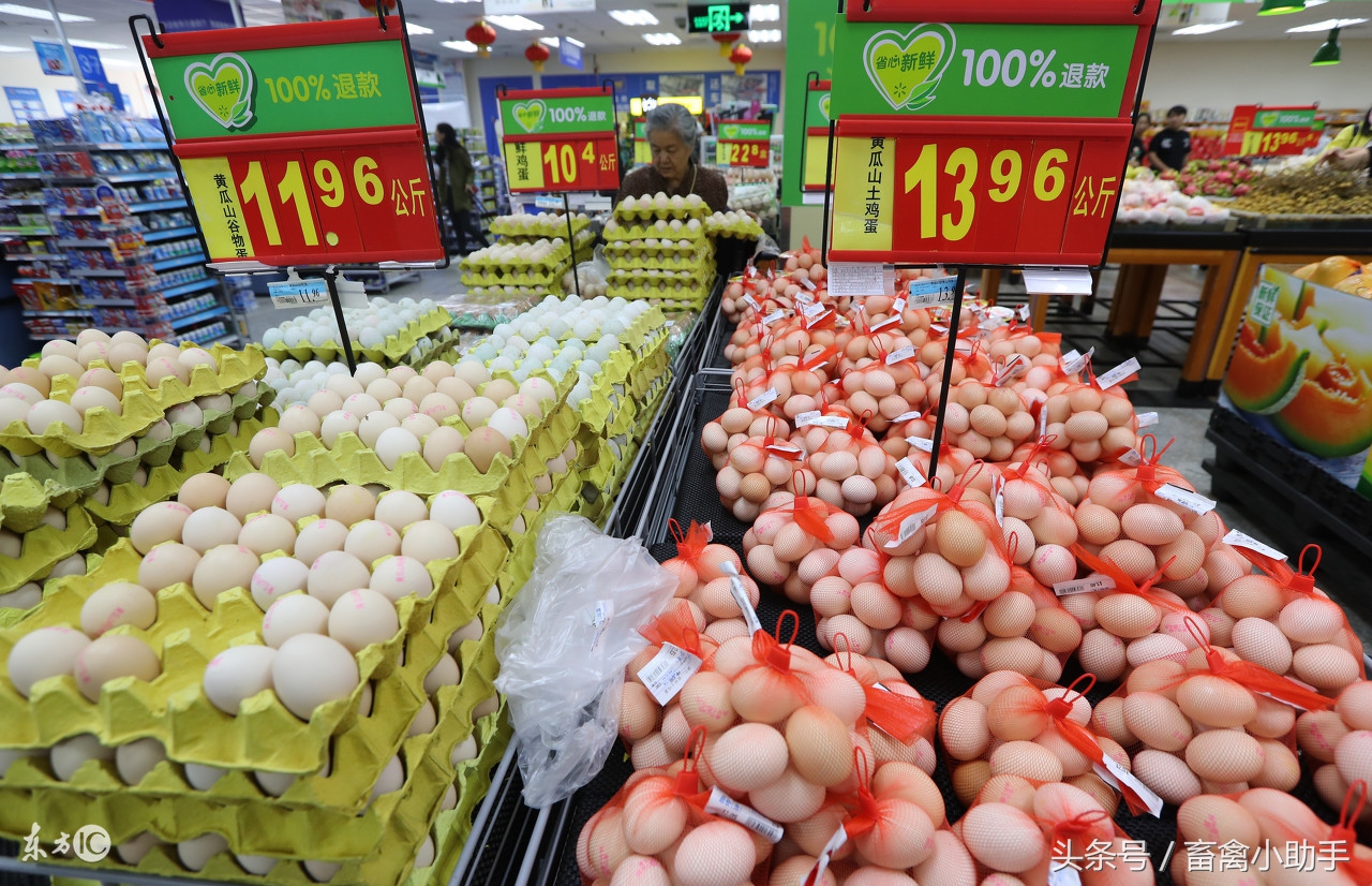 养鸡学会这三件事简单又轻松,经历这三件事能看透人性