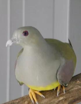 种鸽作育之前如何调理