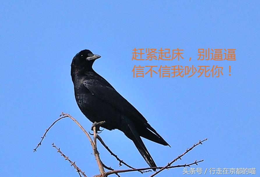 出国后，每天都被这种方式叫起床